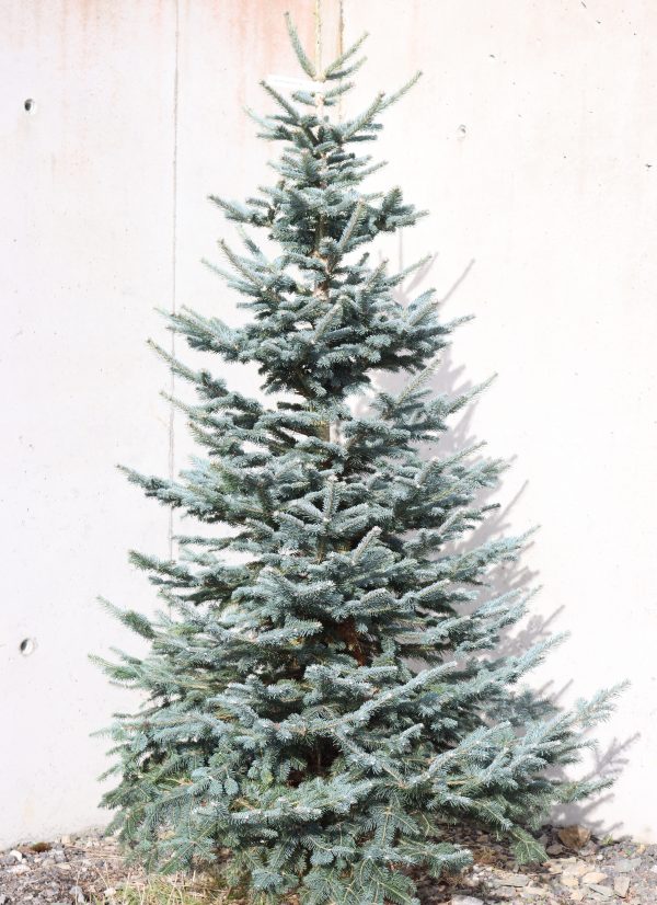 LasioCarpa Fir Christmas Tree
