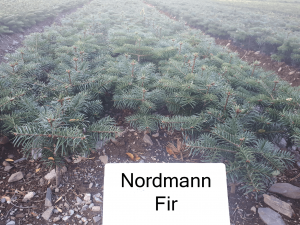 nordman fir christmas tree plant