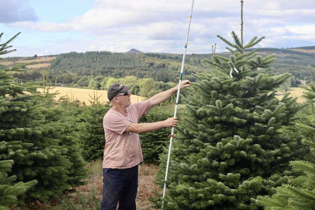 Growing And Caring For A Pot-Grown Christmas Tree